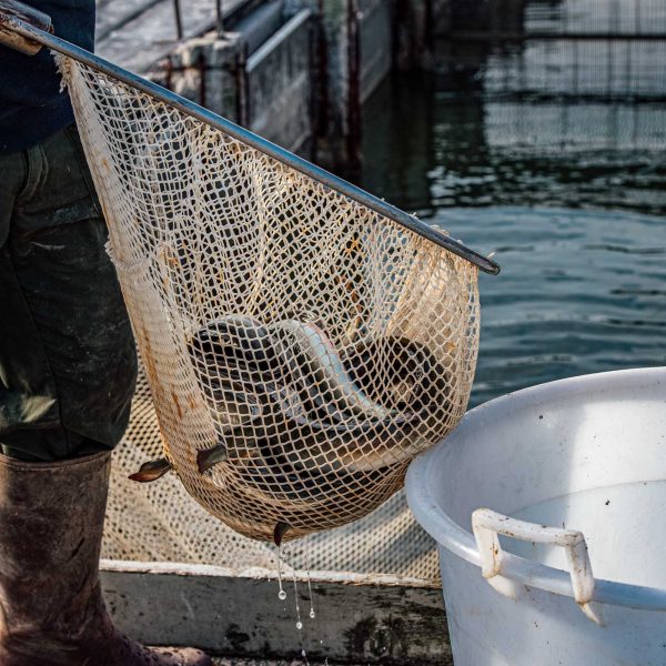 The traditional eel festival is takin place in Comacchio. Eel are fished in old way in the valley and ready to sell.